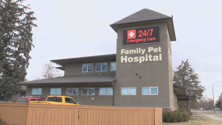 Lethbridge animal hospital discusses vet shortage during COVID-19 pet boom