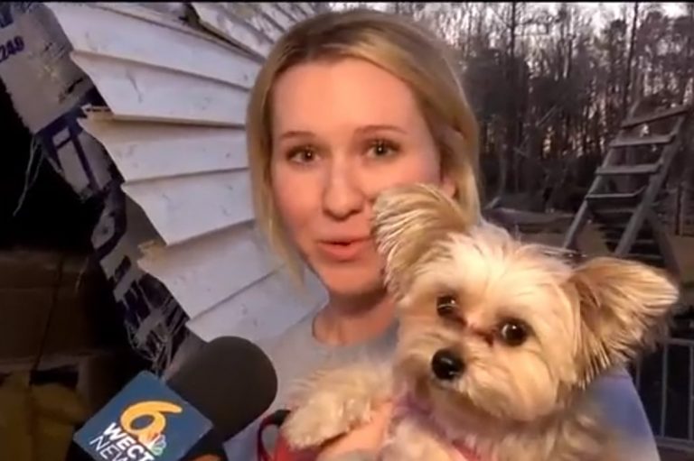 Little dog survives big tornado that sucked it out of a house