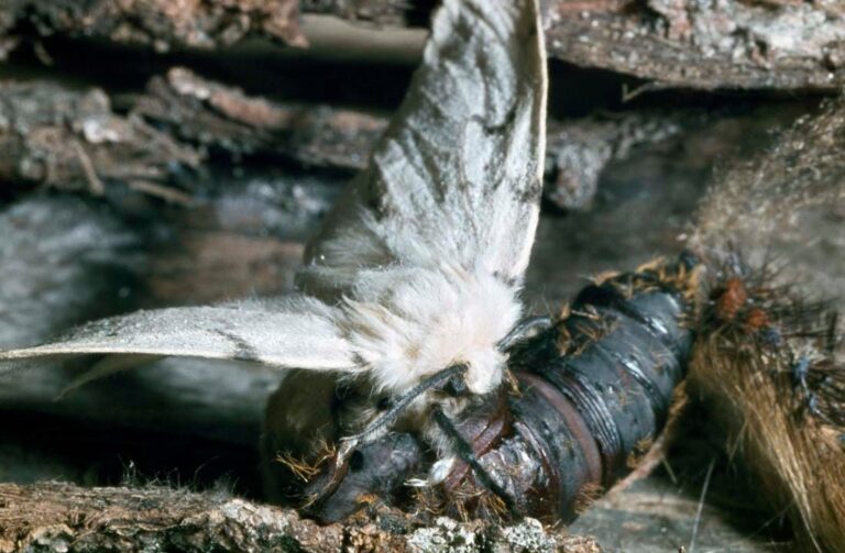 Upper Thames River Conservation Authority warns of European gypsy moth outbreak