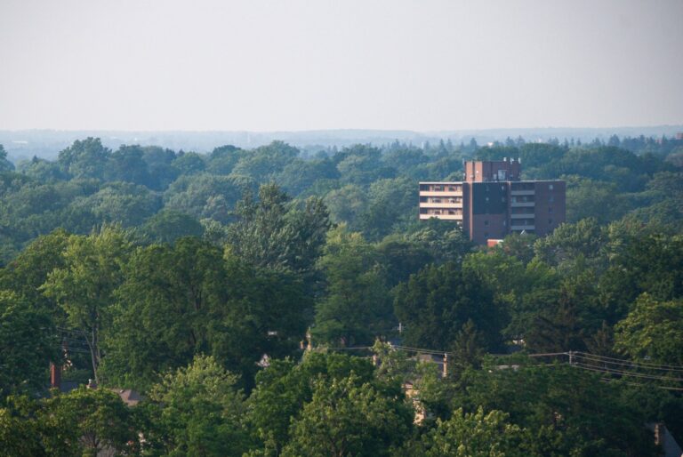 City pilot project looks to maintain, protect London’s old, large trees