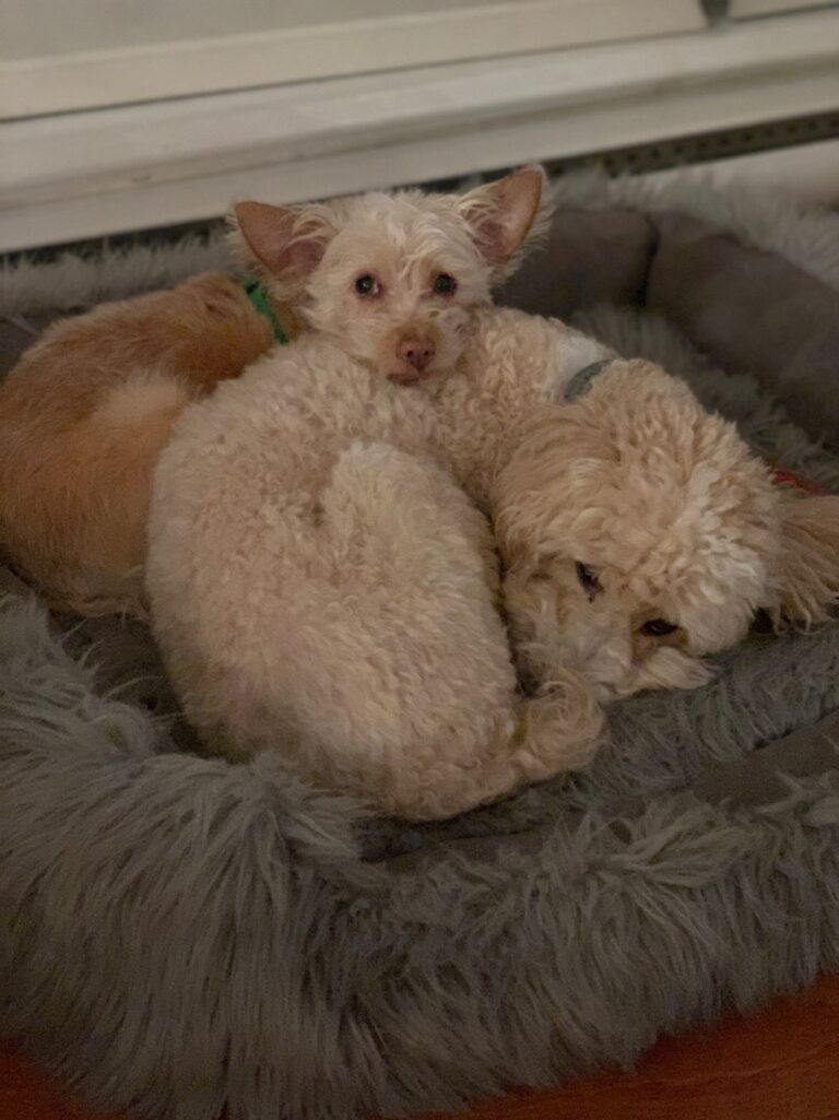 Actor filming in Vancouver says dogs and wife attacked by coyote in Stanley Park
