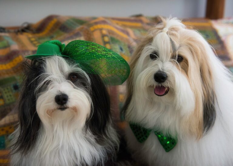In photos: How people — and their pets — are celebrating St. Patrick’s Day in Montreal