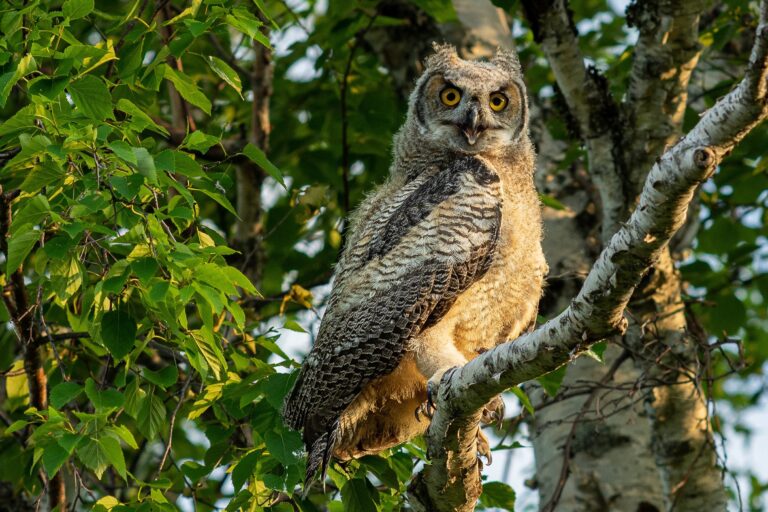 Labrador woman scraped up and needed a stitch after mysterious owl attack