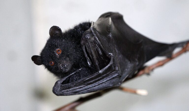 Rare disease transmitted by bat and bird droppings discovered in rural Alberta