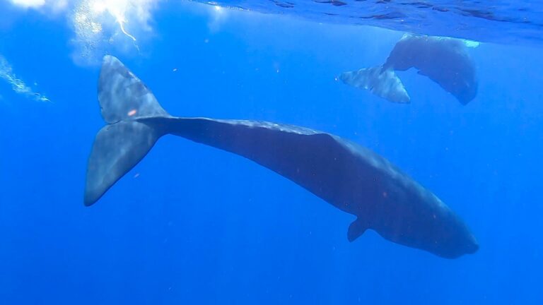 Researchers make new findings on sperm whale survival tactics