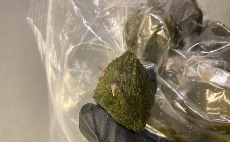Maritime aquarium owners warned to watch for invasive mussels in decorative plant