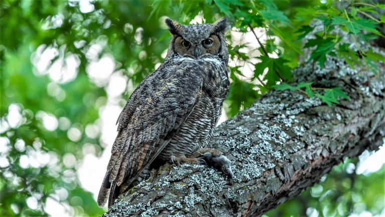Give a hoot: it’s owl season in Winnipeg