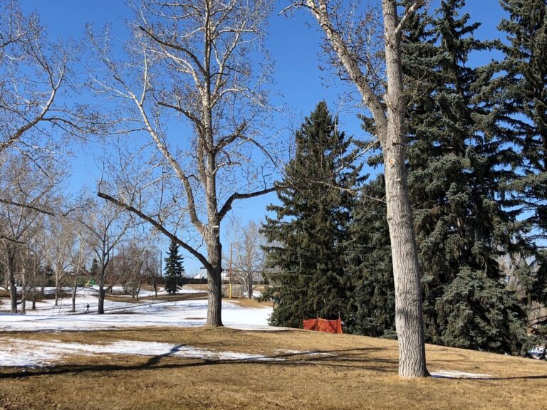Poisoned cat food left in Calgary’s Confederation Park, police investigating