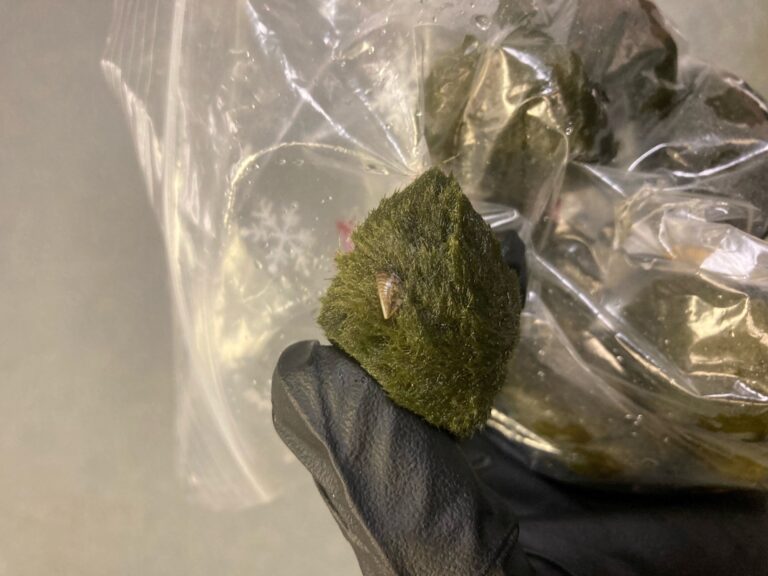 Invasive mussels found in B.C. woman’s aquarium