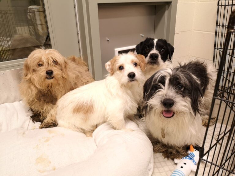 ‘He thought he had 20 to 30 dogs’: the story behind 119 dogs being surrendered to BC SPCA