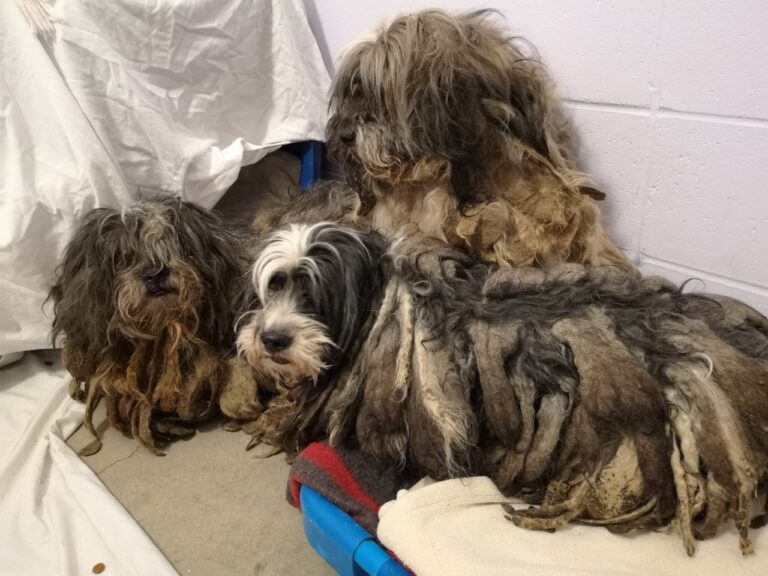 119 small dogs surrendered to BC SPCA after owners found themselves ‘overwhelmed’