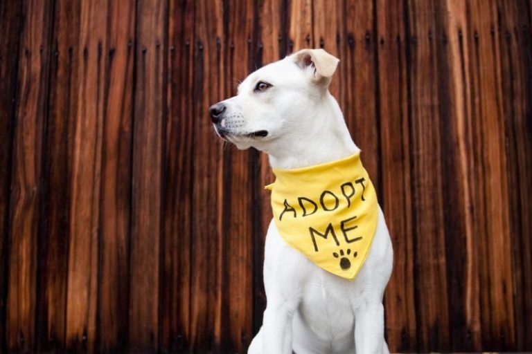 City of Calgary animal adoptions to be managed by AARCS during 3-month pilot