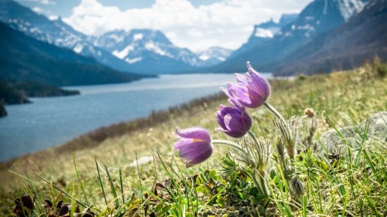 19 new record highs set in Alberta as warm weather continues