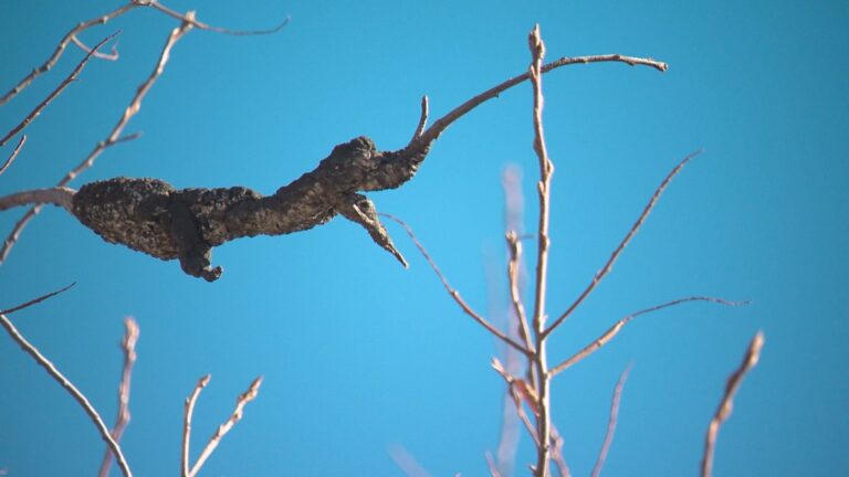 City of Edmonton, residents work to mitigate highly infectious black knot fungus found on trees