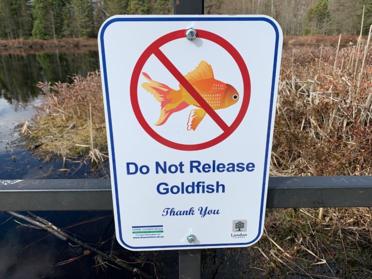 Do not release goldfish into ponds, rivers, streams: UTRCA