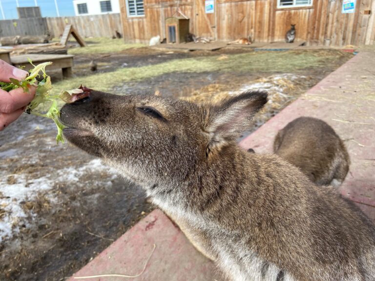 Wallaby rehabilitated after used as bait in Alberta dog fighting ring: petting zoo