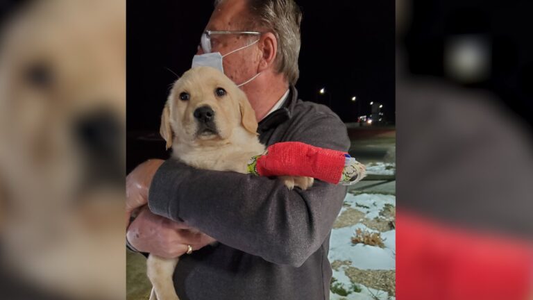 Alleged puppy mill sells infected dogs to unsuspecting customers