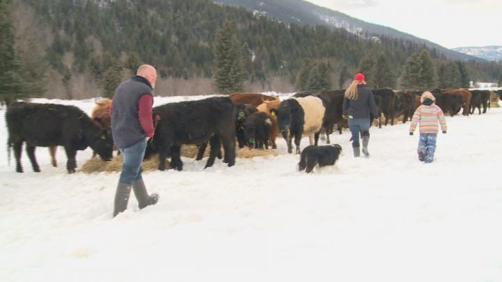 British Columbia family fighting to keep ranch from foreclosure