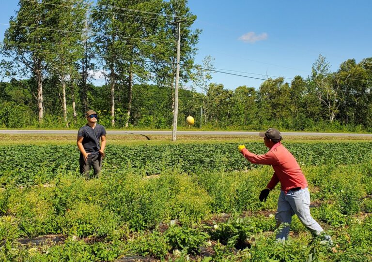 New Brunswick farmers call for change to temporary foreign worker quarantine rules
