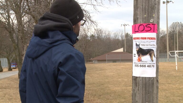 Team Chelsea helps Pickering family search for missing dog