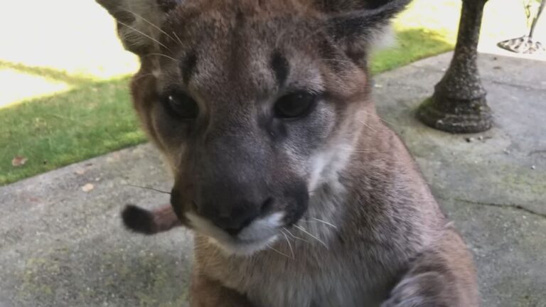 Dog scares off young cougars in another close encounter in Tri-Cities