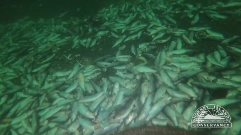 Concerns raised after video shows thousands of dead herring dumped off B.C. coast