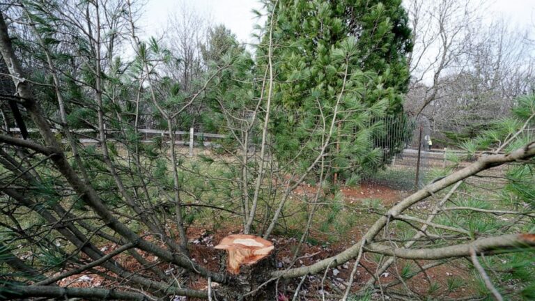 3 students cited in theft of rare tree in Wisconsin