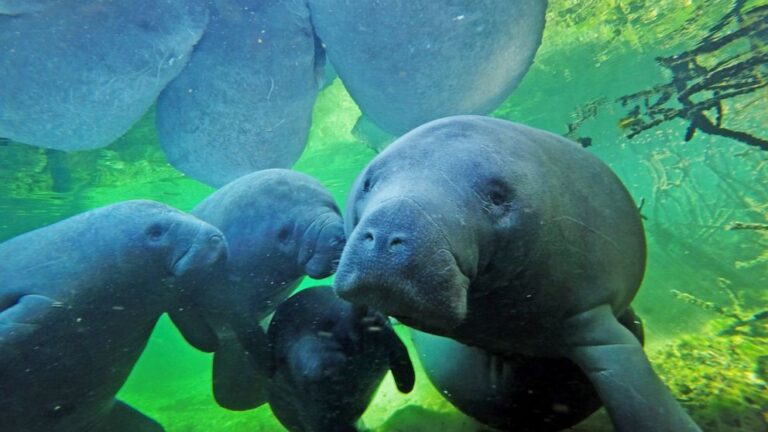 Florida on pace for record number of manatee deaths in 2021