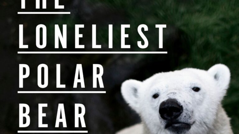 Review: A bear’s life tells the history of global warming