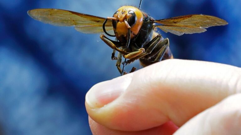 Scientists in US and Canada set to battle murder hornets