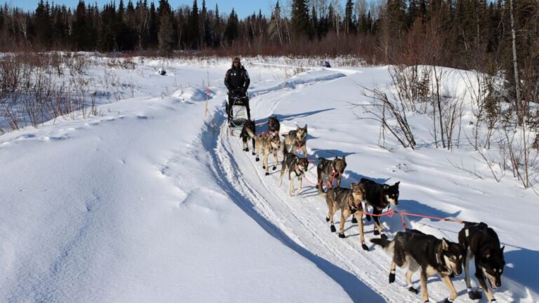 Dog illness prompts former Iditarod champion to scratch