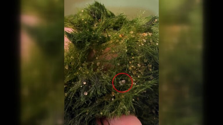 Zebra mussels detected in products sold in Saskatchewan