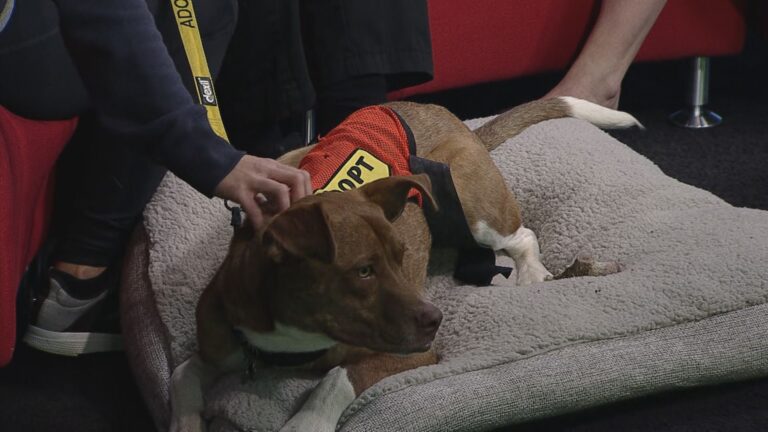 Winnipeg Animal Services connects people, pets with Doggie Dates