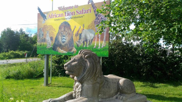 Animal advocates say African Lion Safari is the worst zoo for elephants in North America