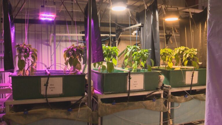 Lethbridge College launches accessible aquaponics training
