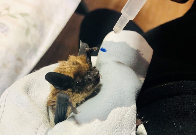Less than a dozen bats from colony in Saskatchewan rink to go back into hibernation