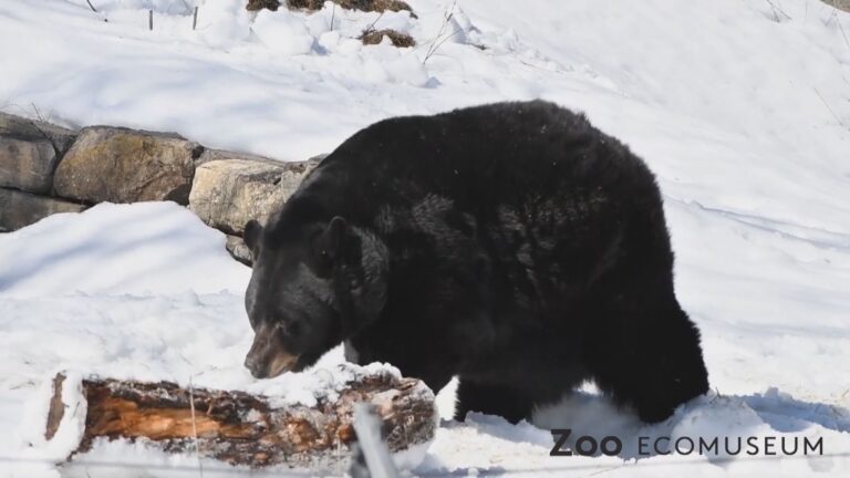 Ecomuseum’s black bear Genie awakens from hibernation slumber to spring splendor