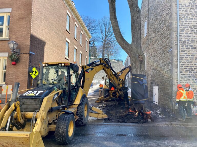 Quebec City removes famous ‘cannonball tree’