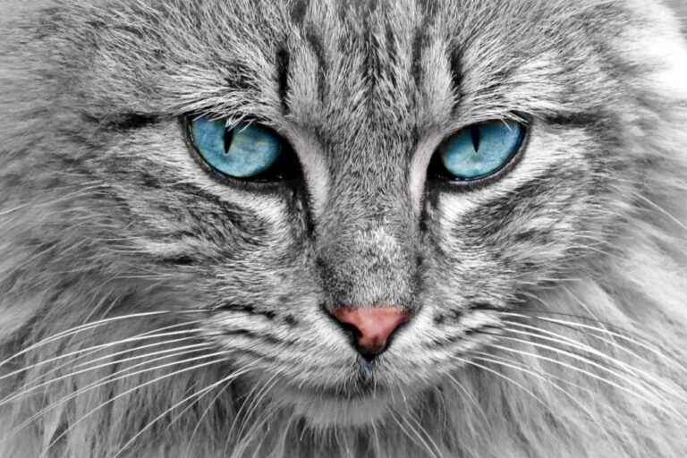 Stowaway cat attacks pilot on passenger flight, forcing emergency landing