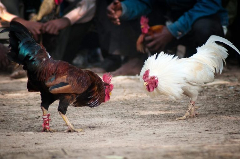 Rooster kills its owner with slash to the groin at cockfight