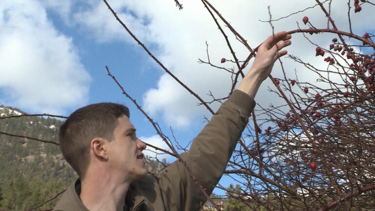 Kelowna Forager hunts for rosehip in Okanagan Valley