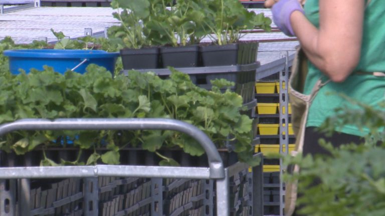Lethbridge gardening centres anticipate another busy year for pandemic hobbyists