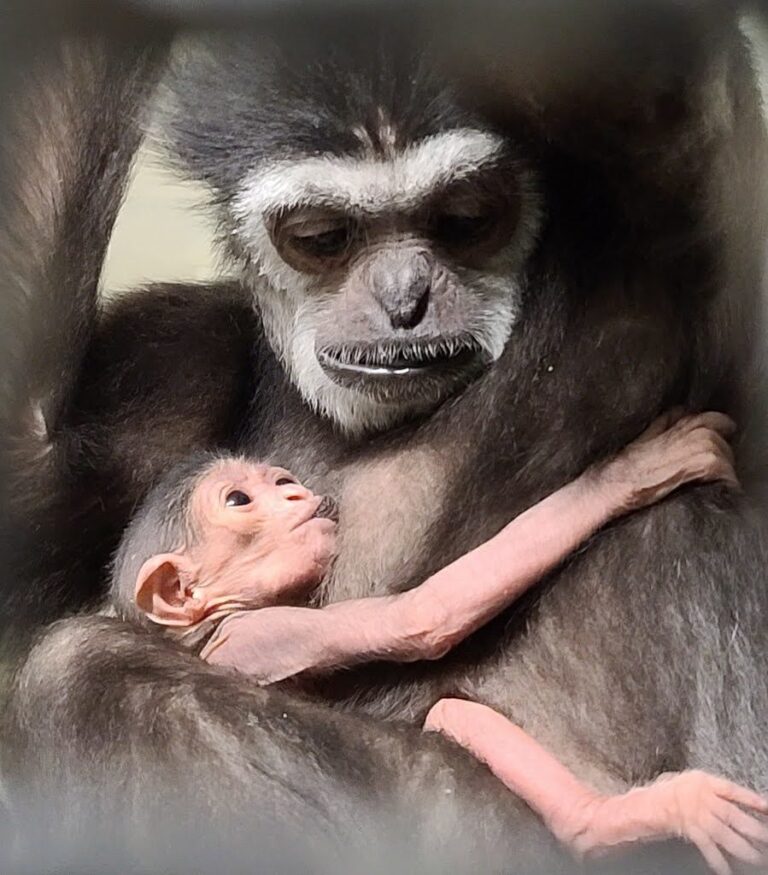 Winnipeg zoo says hello to new baby gibbon