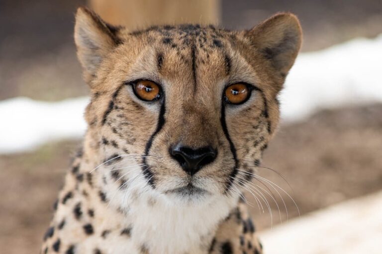 Zookeeper attacked by cheetah during daily walk in Ohio