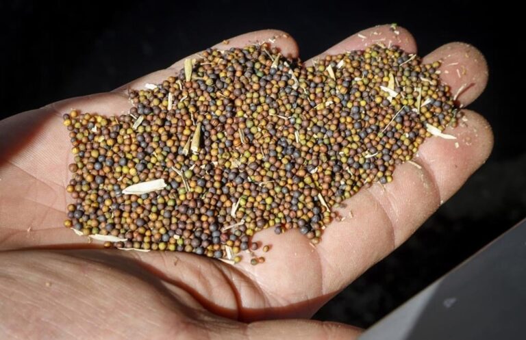 Richardson International to expand Yorkton, Sask., canola crush plant