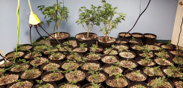 2 arrested after more than 2,400 cannabis plants seized in the City of Kawartha Lakes