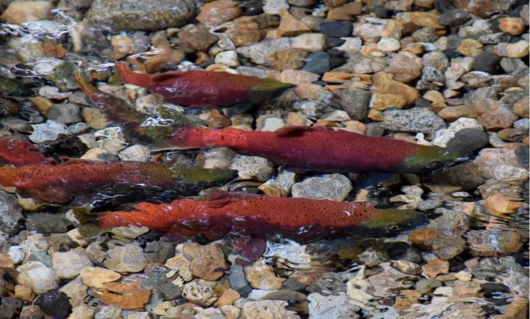 New documentary highlights the importance of Vancouver’s urban salmon
