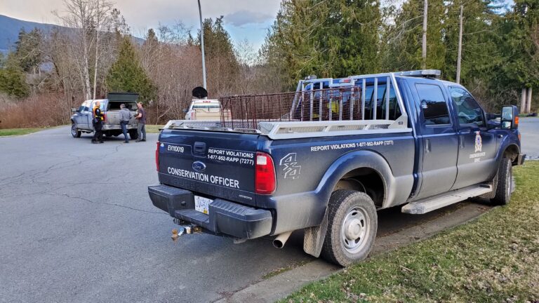 Warning issued after large cougar spotted, previous attacks in Port Moody