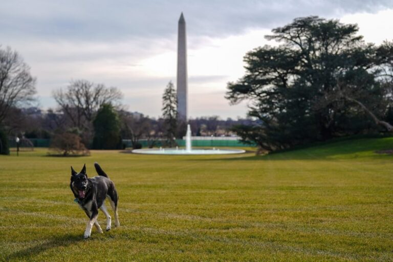 Joe Biden’s dogs sent home after ‘biting incident’ involving his rescue