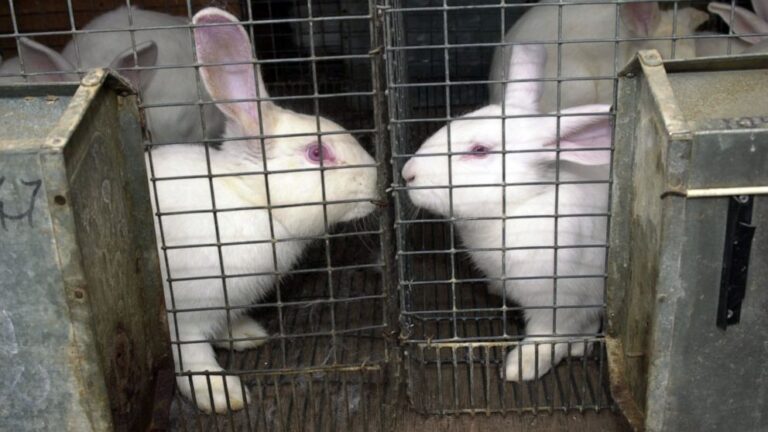 Virginia becomes 4th state to ban cosmetic animal testing